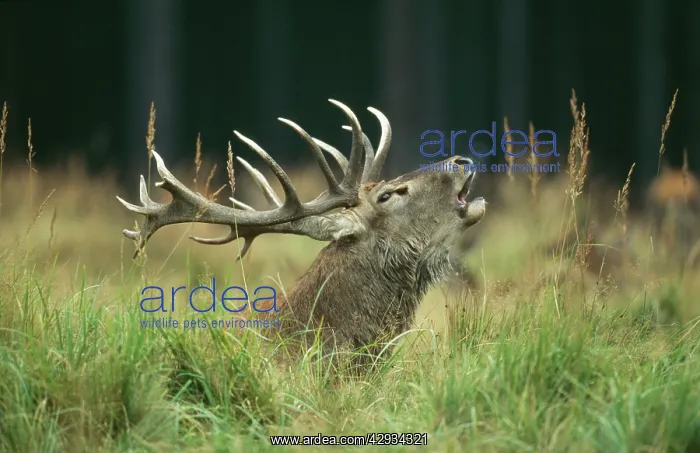 : RED DEER - stag roaring : RED DEER - stag roaring
