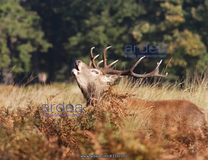 : Red deer stag - roaring : Red deer stag - roaring