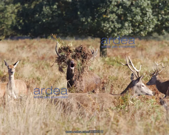 : Red deer stag - roaring : Red deer stag - roaring