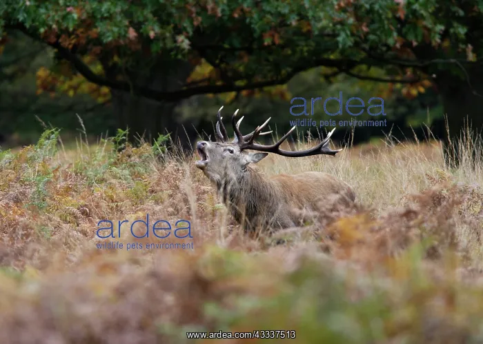 : Red deer stag - roaring : Red deer stag - roaring