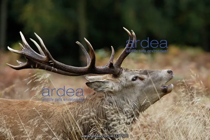 : Red deer stag - roaring : Red deer stag - roaring