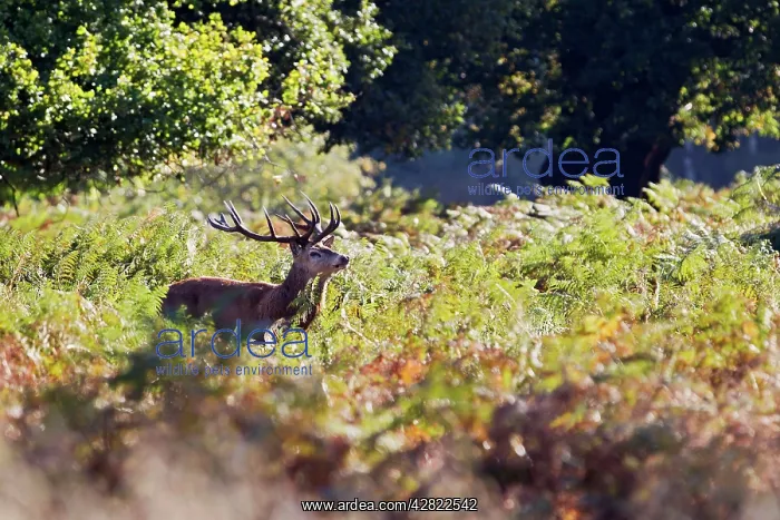: Red Deer - Stag roaring in bracken : Red Deer - Stag roaring in bracken