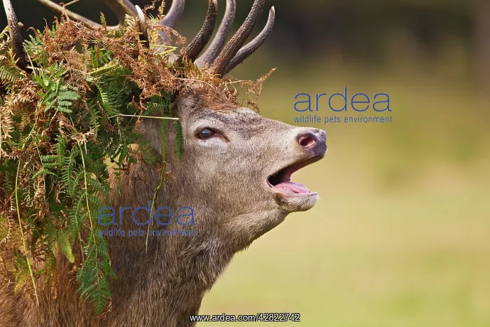 : Red Deer - Stag roaring with bracken on antlers : Red Deer - Stag roaring with bracken on antlers