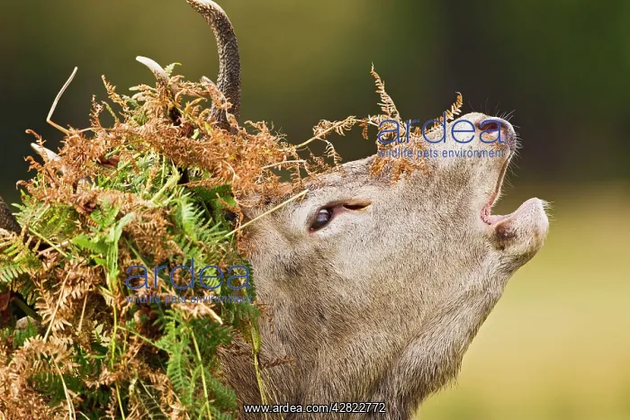 : Red Deer - Stag roaring with bracken on antlers : Red Deer - Stag roaring with bracken on antlers