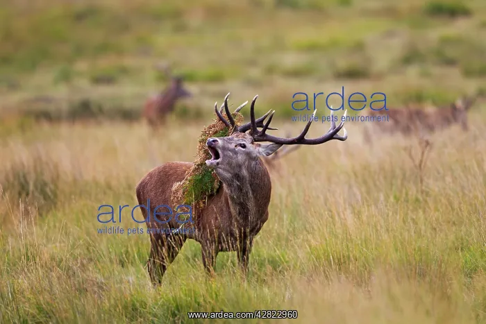 : Red Deer - Stag roaring with bracken on antlers : Red Deer - Stag roaring with bracken on antlers