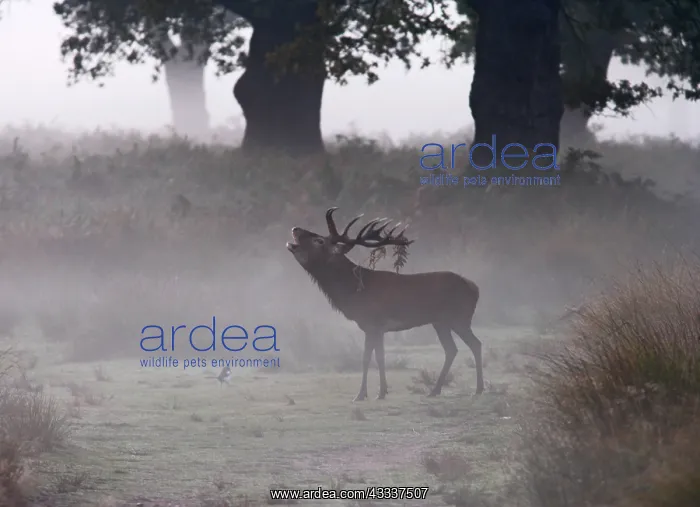 : Red deer stag - roaring in the mist : Red deer stag - roaring in the mist