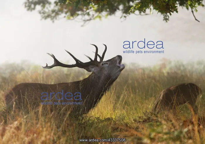 : Red deer stag - roaring in the mist : Red deer stag - roaring in the mist