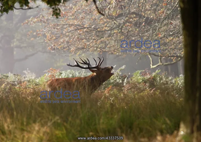 : Red deer stag - roaring in the mist : Red deer stag - roaring in the mist