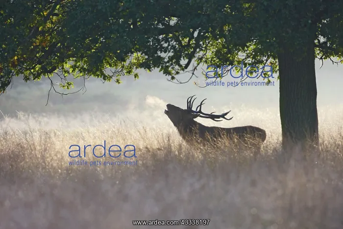 : Red Deer - stag roaring in mist : Red Deer - stag roaring in mist