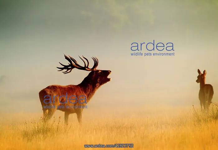  : Red Deer - stag roaring in mist at sunrise
