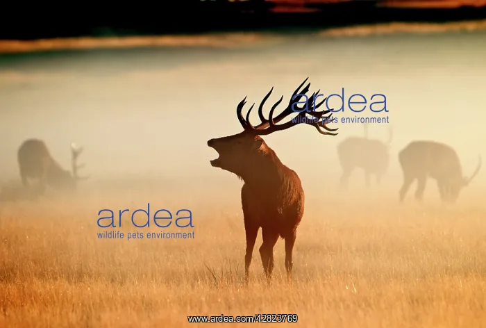 : Red Deer - stag roaring in mist at sunrise : Red Deer - stag roaring in mist at sunrise