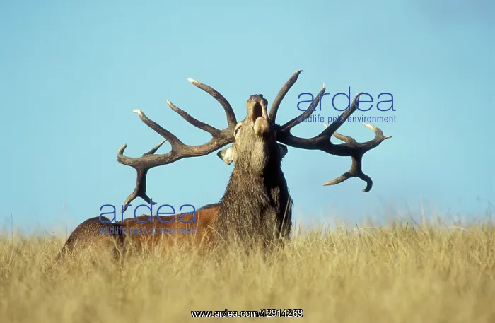 : Red Deer - stag roaring during rutting season : Red Deer - stag roaring during rutting season