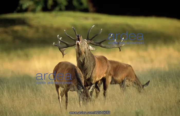  : Red Deer - stag roaring during rutting season
