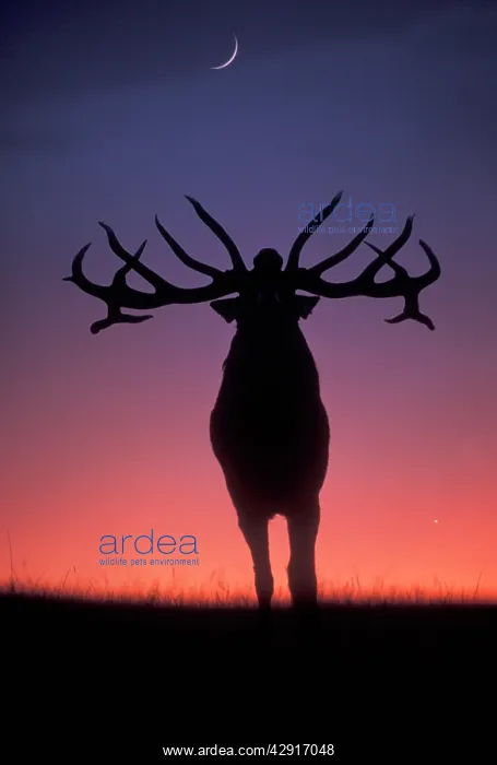 : Red Deer - stag roaring during rutting season, dusk : Red Deer - stag roaring during rutting season, dusk