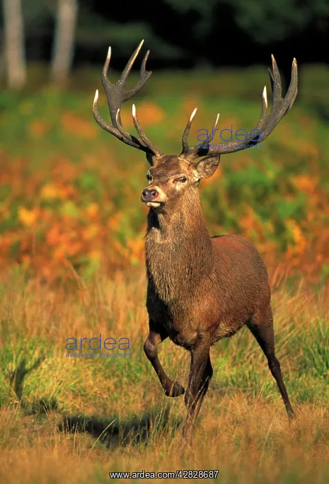 : Red Deer - Stag in rut : Red Deer - Stag in rut