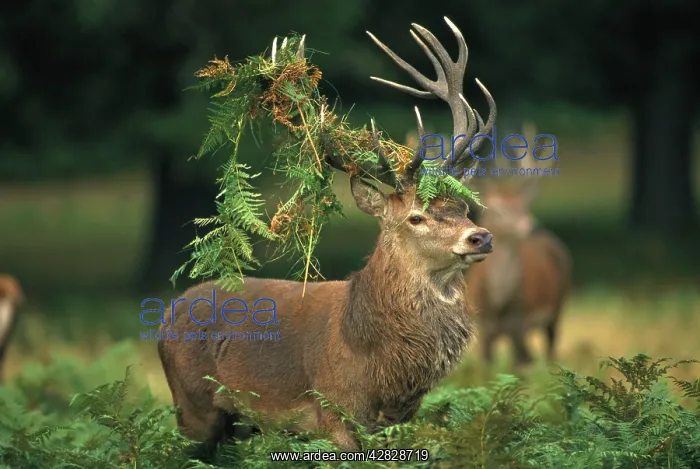 : Red Deer - Stag in rut : Red Deer - Stag in rut