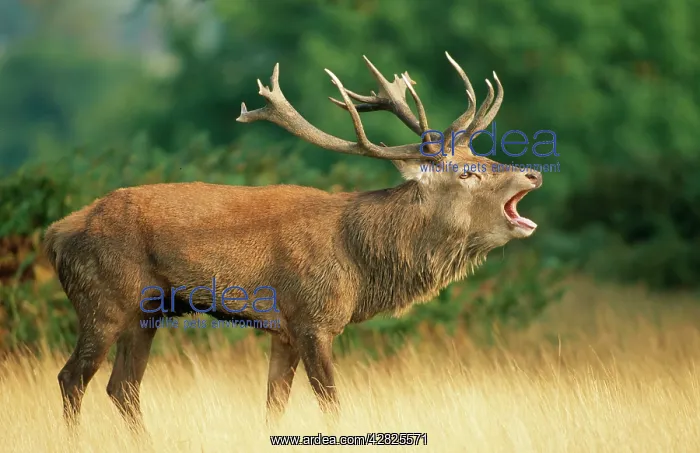 : RED DEER - stag in rut bellows : RED DEER - stag in rut bellows