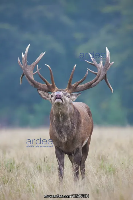  : Red Deer stag in rut Denmark