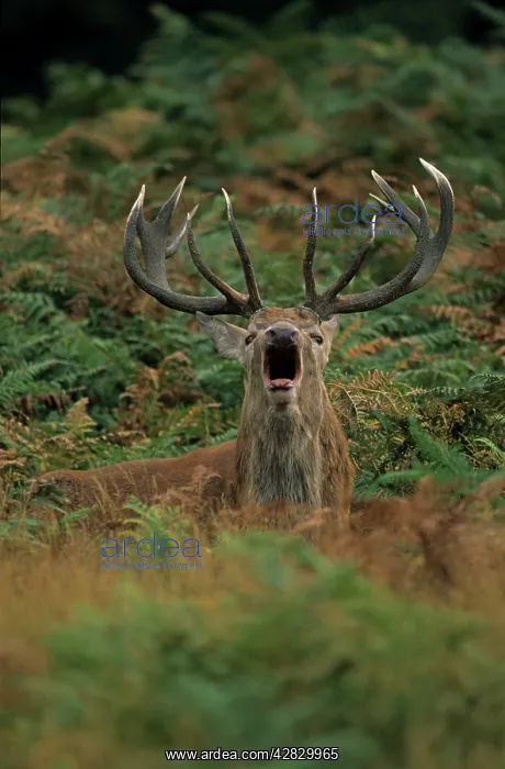 : Red Deer - Stag rutting : Red Deer - Stag rutting