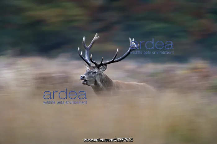 : Red deer stag - rutting : Red deer stag - rutting