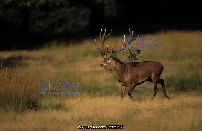 : Red Deer - Stag rutting with bracken on antlers : Red Deer - Stag rutting with bracken on antlers