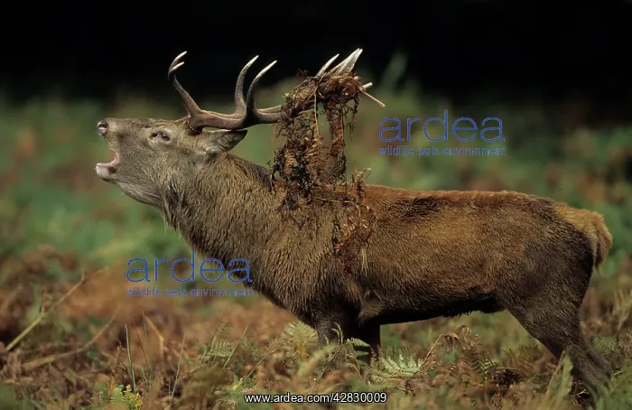 : Red Deer - Stag rutting with bracken on antlers : Red Deer - Stag rutting with bracken on antlers