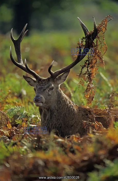 : Red Deer - Stag rutting with bracken on antlers : Red Deer - Stag rutting with bracken on antlers