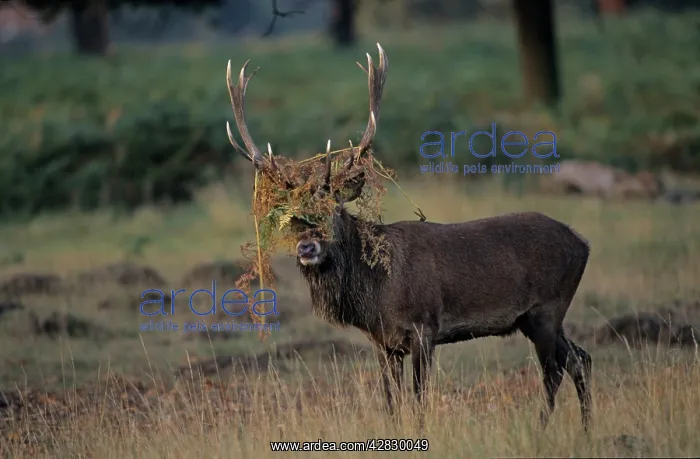 : Red Deer - Stag rutting with bracken on antlers : Red Deer - Stag rutting with bracken on antlers