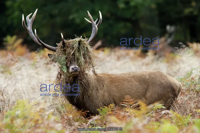 : Red deer stag - rutting - with braken in antlers : Red deer stag - rutting - with braken in antlers