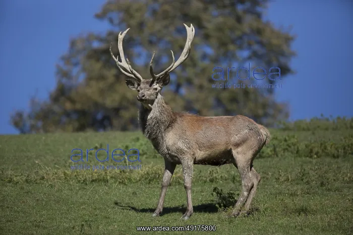 : Red Deer stag at the rutting season : Red Deer stag at the rutting season