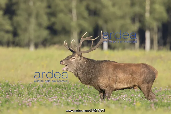 : Red Deer - stag during rutting season in autumn : Red Deer - stag during rutting season in autumn