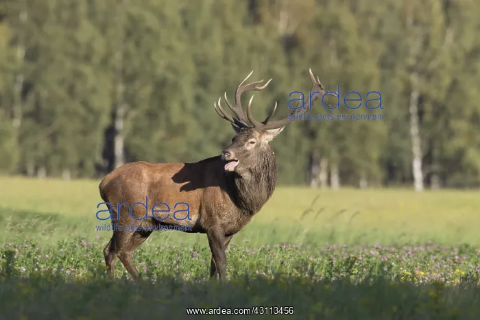: Red Deer - stag during rutting season in autumn : Red Deer - stag during rutting season in autumn