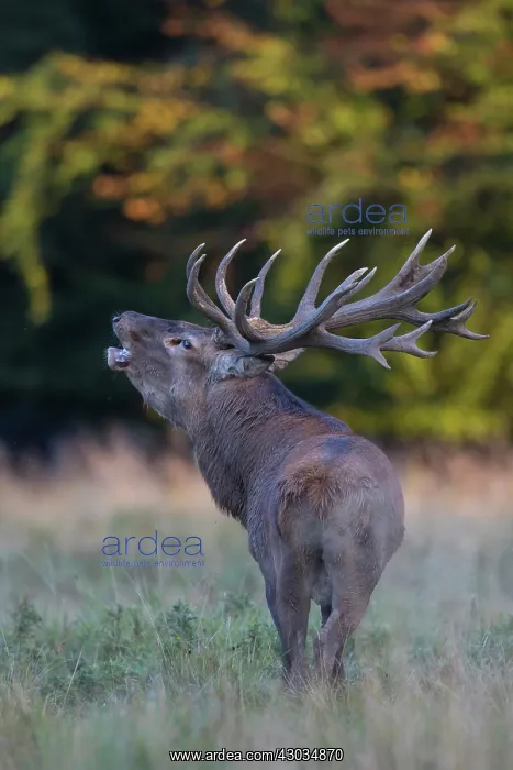 : Red Deer stag during rutting season in autumn Denmark : Red Deer stag during rutting season in autumn Denmark