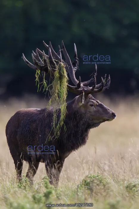 : Red Deer stag during rutting season in autumn Denmark : Red Deer stag during rutting season in autumn Denmark
