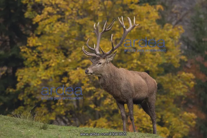 : Red Deer - stag during rutting season - Bavaria, Germany : Red Deer - stag during rutting season - Bavaria, Germany