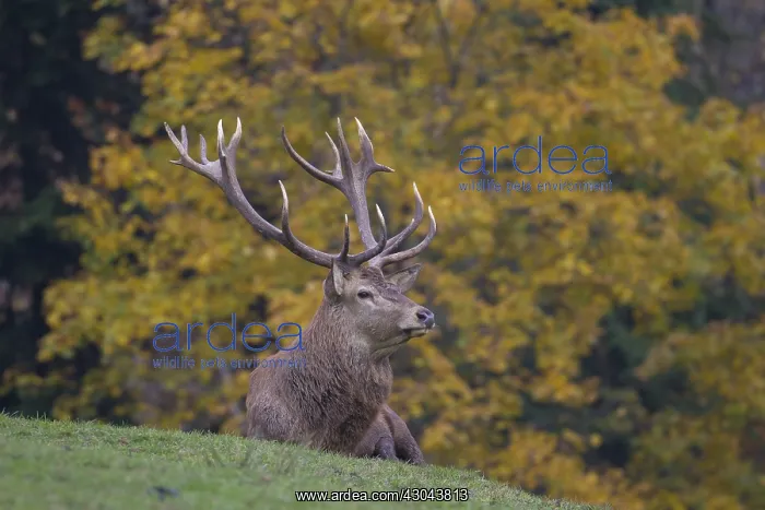 : Red Deer - stag during rutting season - Bavaria, Germany : Red Deer - stag during rutting season - Bavaria, Germany