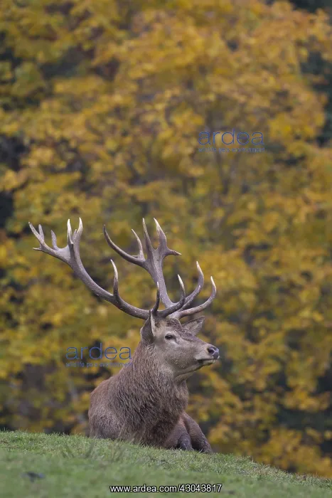 : Red Deer - stag during rutting season - Bavaria, Germany : Red Deer - stag during rutting season - Bavaria, Germany