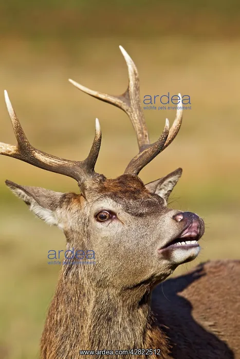 : Red Deer - Stag scenting females close up : Red Deer - Stag scenting females close up