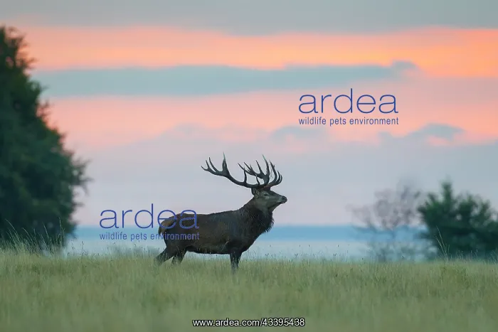 : Red Deer stag sky : Red Deer stag sky