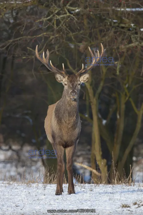  : Red Deer - stag in snow - Denmark