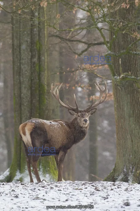  : Red Deer - stag in snow - Germany