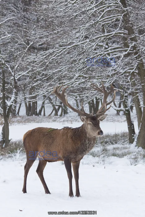  : Red Deer - stag in snow - Germany
