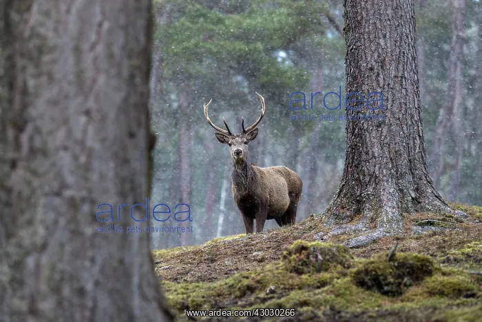  : Red Deer - Stag in Snow - Scotland - UK