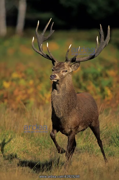 : Red Deer - Stag stamping : Red Deer - Stag stamping