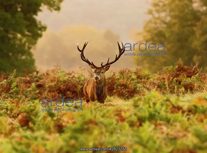 : Red Deer - Stag at sunrise : Red Deer - Stag at sunrise