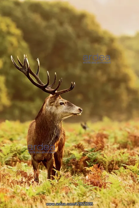 : Red Deer - Stag at sunrise : Red Deer - Stag at sunrise