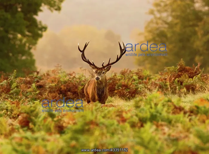 : Red Deer - Stag at sunrise : Red Deer - Stag at sunrise