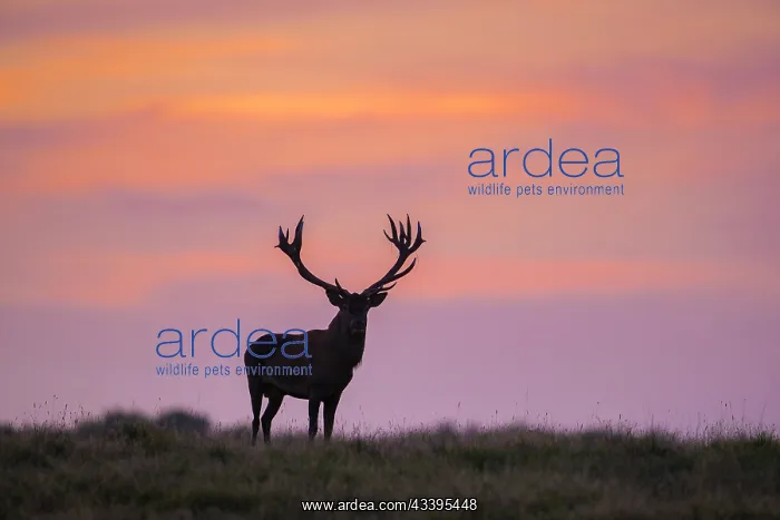: Red Deer stag sunset : Red Deer stag sunset