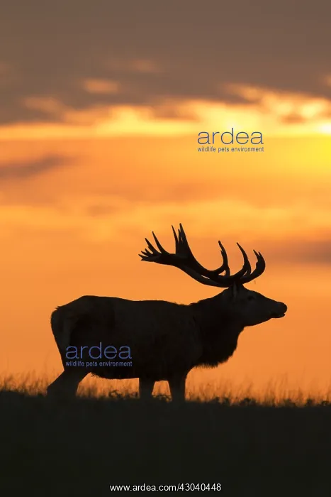  : Red Deer - stag in sunset - Denmark