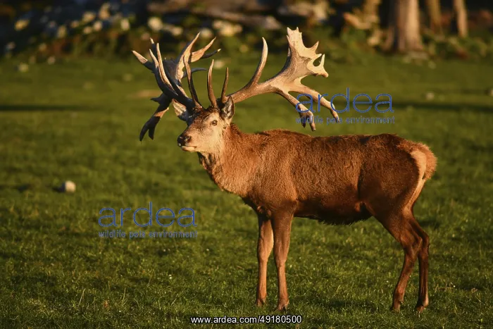 : Red deer stag at sunset in the South Island of New Zealand : Red deer stag at sunset in the South Island of New Zealand